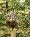 Eurasion Eagle Owl, in captivity