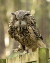 Eurasion Eagle Owl, in captivity