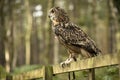 Eurasion Eagle Owl, in captivity