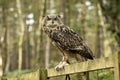 Eurasion Eagle Owl,sitting on a fence in the forest