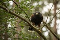 Harris Hawk in captivity