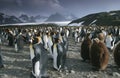 UK South Georgia Island colony of King Penguins