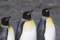 UK South Georgia Island three King Penguins standing side by side close up