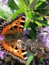 Orange and black winged butterfly on a purple and green hebe