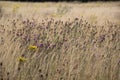 UK summer field with Knapweed and Ragwort