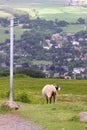 Sheep on Ilkley Moor, Yorkshire, United Kingdom Royalty Free Stock Photo