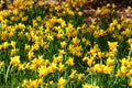 Field of daffodils in spring time