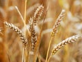 UK wheat crop