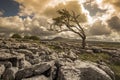 Lone tree on a limestone pavement with Ingleborough in the background Royalty Free Stock Photo