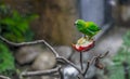 Uknown green Bird, Zoo Series, nature, animal