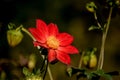 Uknown red flower