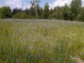 Ukraine Blue flowers field and forest landscape Royalty Free Stock Photo