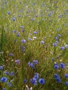 Ukraine Blue flowers field and forest landscape Royalty Free Stock Photo