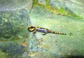 Ukraine, Carpathians, beautiful spotted Carpathian salamander on a stone