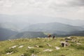 08.07.2021 Ukraine, Carpathians - Group of hikers with backpacks walks in mountains. Freedom, travel concept
