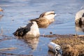 Ukraine Dnepr 24.02.2022 - A tin beer bottle floats on the river bank, garbage in the river, environmental disaster, garbage Royalty Free Stock Photo