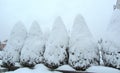 Ukraine, Dolyna, decorative Christmas trees covered with snow