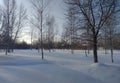 Ukraine, Dolyna, gas processing plant, birch grove on a sunny winter day