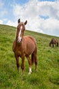 Ukraine Karpaty green grass grazing horses under the blue sky