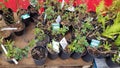 Ukraine, Kiev - May 07, 2020. Garden center selling plants. Seedlings of various trees in pots in an outdoor garden store. Large Royalty Free Stock Photo