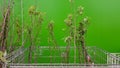 Ukraine, Kiev - May 07, 2020. Garden center selling plants. Seedlings of various trees in pots in an outdoor garden store. Large Royalty Free Stock Photo