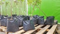 Ukraine, Kiev - May 07, 2020. Garden center selling plants. Seedlings of various trees in pots in an outdoor garden store. Large Royalty Free Stock Photo