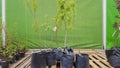 Ukraine, Kiev - May 07, 2020. Garden center selling plants. Seedlings of various trees in pots in an outdoor garden store. Large Royalty Free Stock Photo