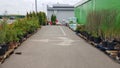 Ukraine, Kiev - May 07, 2020. Garden center selling plants. Seedlings of various trees in pots in an outdoor garden store. Large Royalty Free Stock Photo