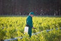 Ukraine, Kiev region June 2, 2017: Agricultural worker in green uniform spraying pesticides on blueberry fields
