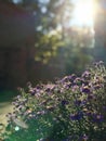 Purple flowers in the golden Ukrainian sunshine Royalty Free Stock Photo