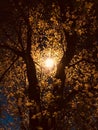 Shining spring blossoms under nightfall in Ukraine Royalty Free Stock Photo