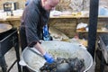 UKRAINE, LUTSK - June 5, 2019: Man is cooking a fresh mussels in shells in large metallic grill pan on a food fest.