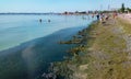 Eutrophication of the Black Sea, rotting macrophyte algae near the shore, pollution of beaches