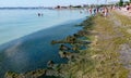 Eutrophication of the Black Sea, rotting macrophyte algae near the shore, pollution of beaches