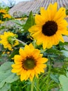 Ukraine\'s beautiful yellow sunflowers in the garden