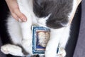 Ukraine, Shostka - March 2, 2020: Cute cat holds in his paws a painted picture of another cat in glasses