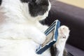 Ukraine, Shostka - March 2, 2020: Cute cat holds in his paws a painted picture of another cat in glasses