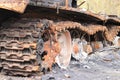 Ukraine, Stoyanka, Kyiv Oblast - 04.25.2022: Burnt broken Russian tank T-72. Tank tr