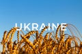 Ukraine war. Golden wheat field Against blue sky Wheat spike and blue sky close-up. a golden field. beautiful view. symbol of Royalty Free Stock Photo