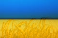 Ukraine war. Golden wheat field Against blue sky Wheat spike and blue sky close-up. a golden field. beautiful view Royalty Free Stock Photo