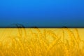 Ukraine war. Golden wheat field Against blue sky Wheat spike and blue sky close-up. a golden field. beautiful view Royalty Free Stock Photo