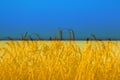 Ukraine war. Golden wheat field Against blue sky Wheat spike and blue sky close-up. a golden field. beautiful view Royalty Free Stock Photo