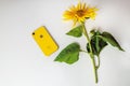 12.08.2019 Ukraine: yellow iphone xr and sunflower on isolated background