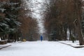 Snow-covered alley in the park in snowfall