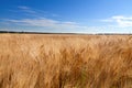 Ukrainian agricultural fields, gold wheat and rye on the background of blue sky Royalty Free Stock Photo