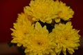 Ukrainian autumn chrysanthemums