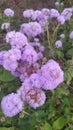 Ukrainian autumn greetings from Ageratum Gauston