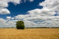 Ukrainian barley field under the cloudy summer sky Royalty Free Stock Photo