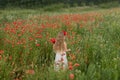 Ukrainian Beautiful girl in field of poppies and wheat. outdoor portrait in poppies Royalty Free Stock Photo