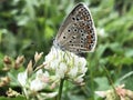 Ukrainian beautiful tiny insect